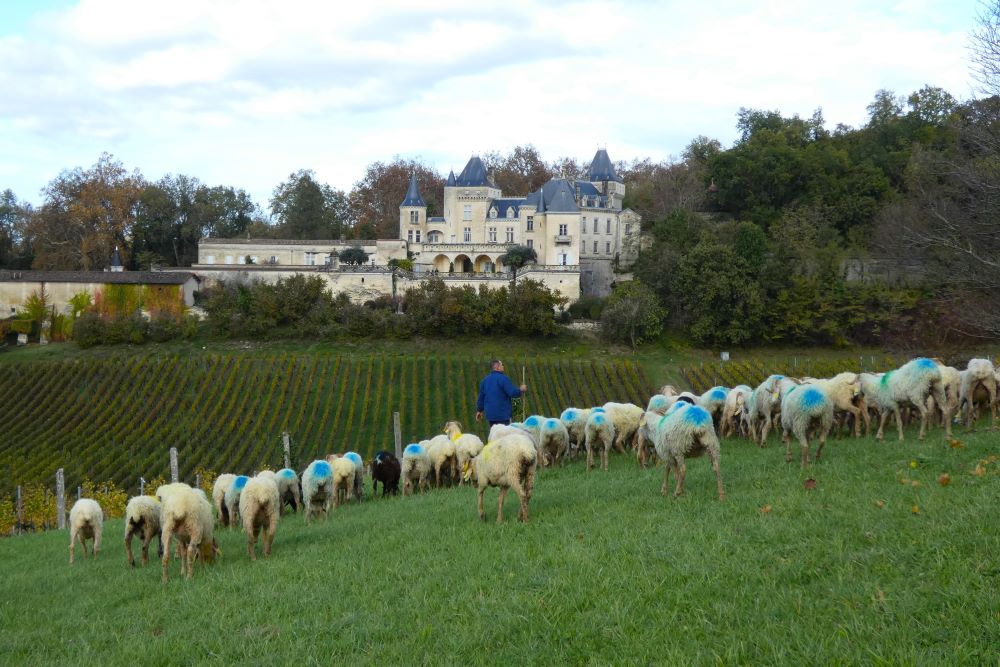 éco-pâturage vignes