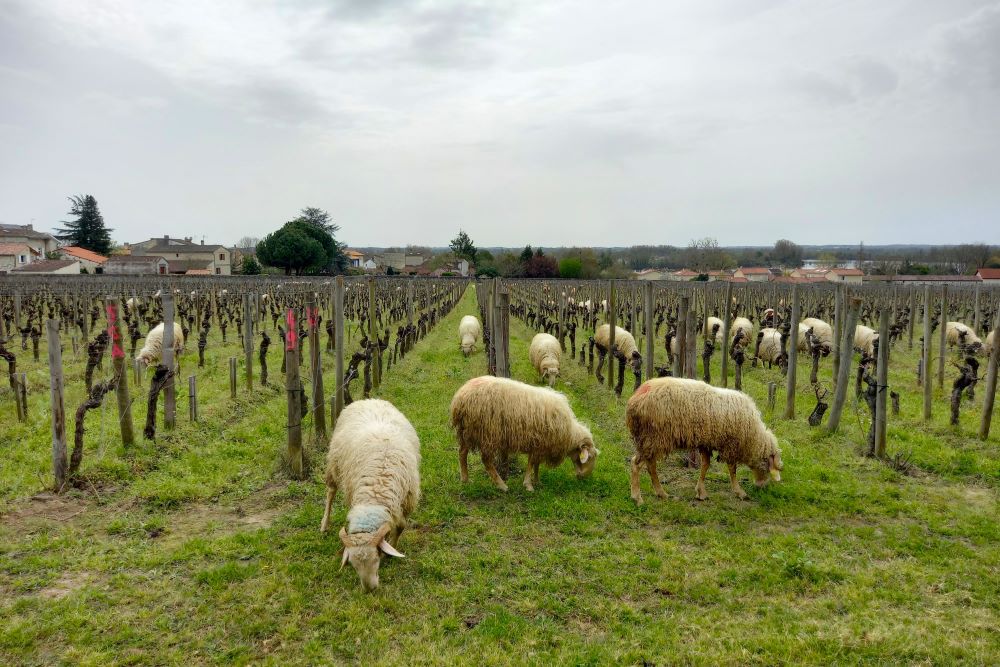 transhumance hivernale vitipastoralisme