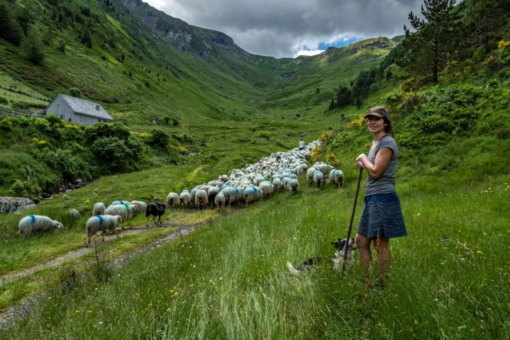 où aller voir une transhumance en béarn