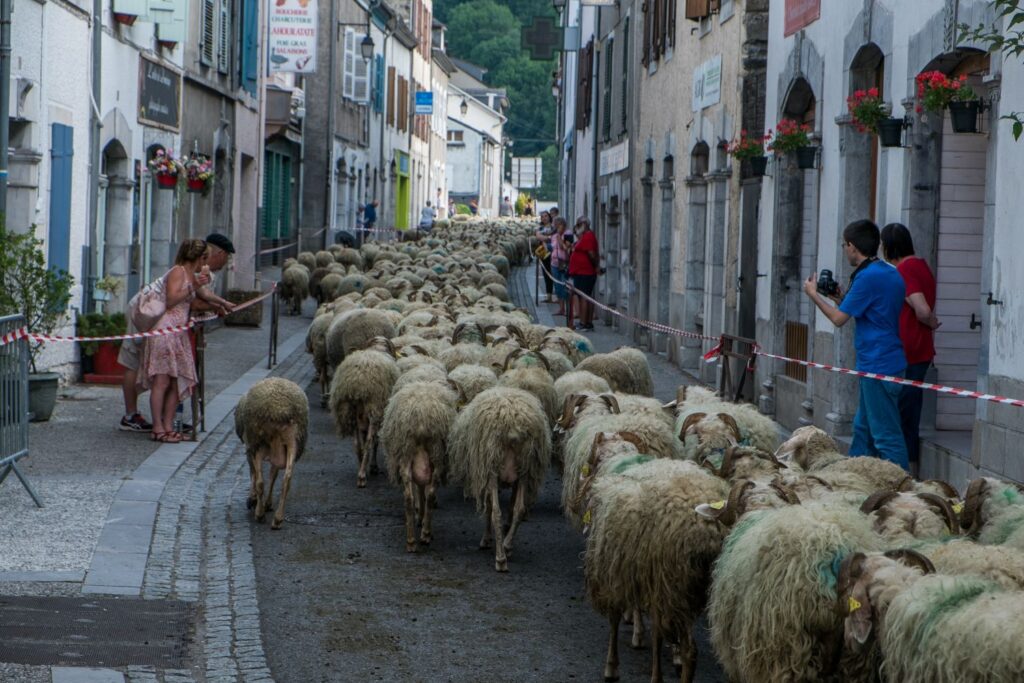 où voir transhumance béarn