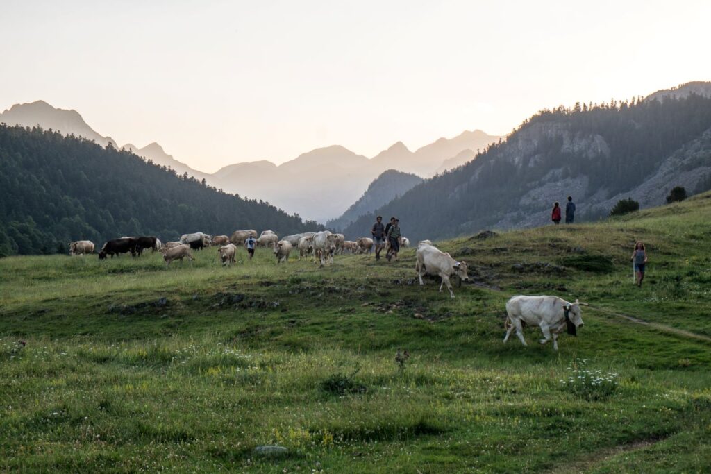 participer à une transhumance