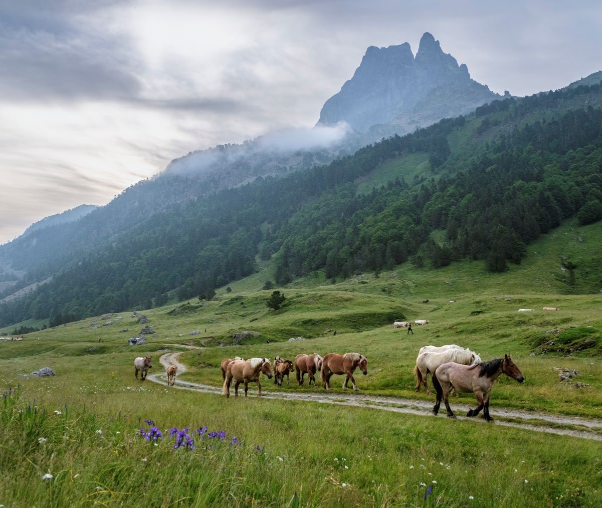 transhumance